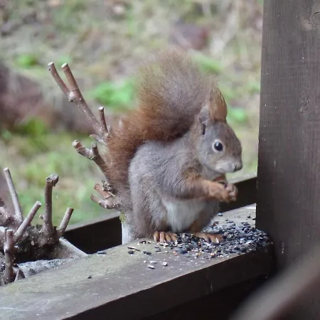 Apartment Am Waldrand *